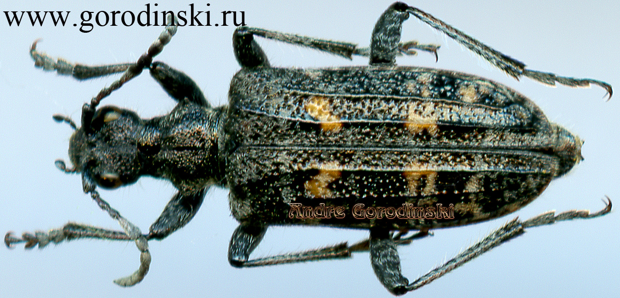 http://www.gorodinski.ru/cerambyx/Rhagium inquisitor rugipenne.jpg